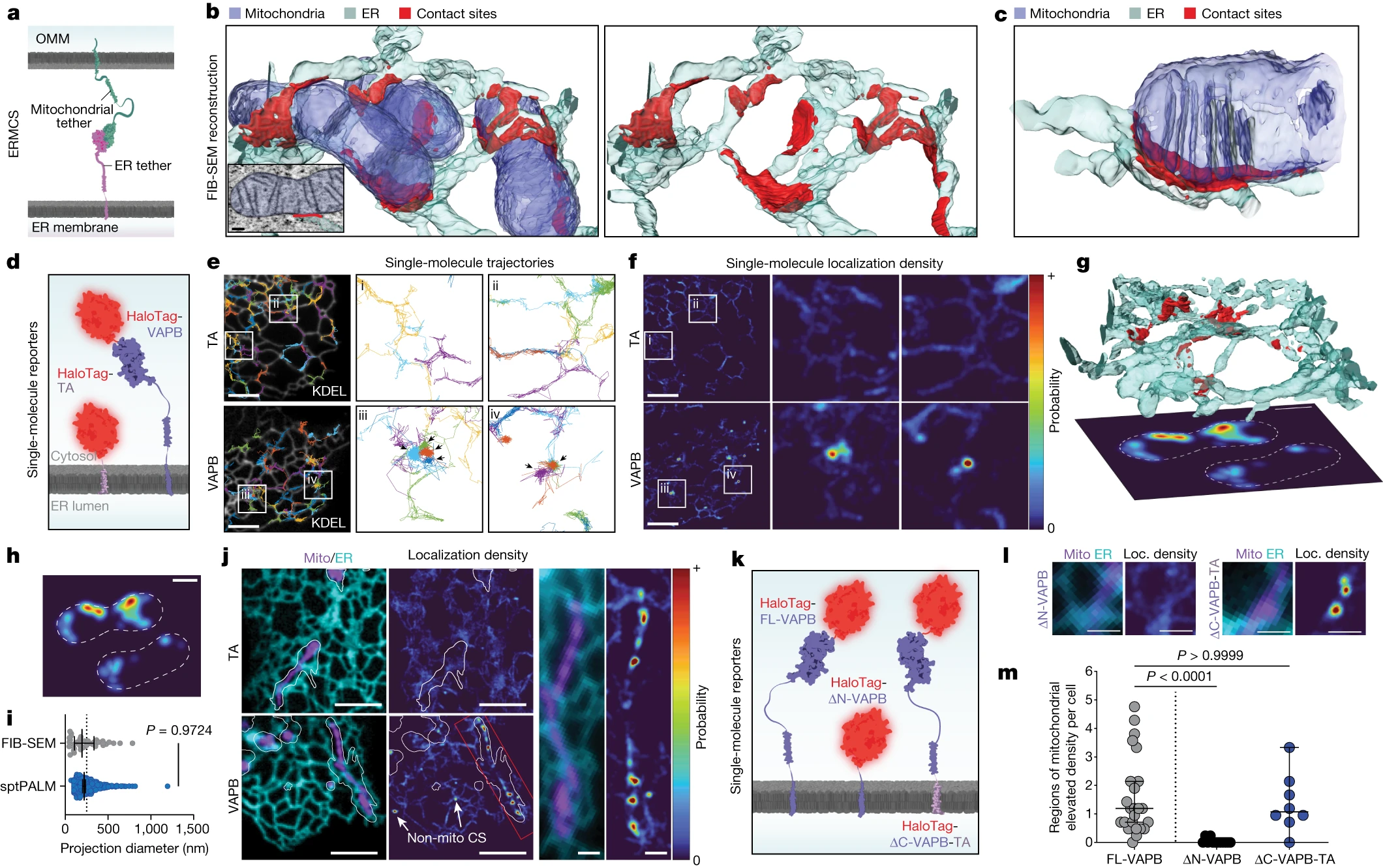 Motion of VAPB molecules reveals ER mitochondria contact site subdomains