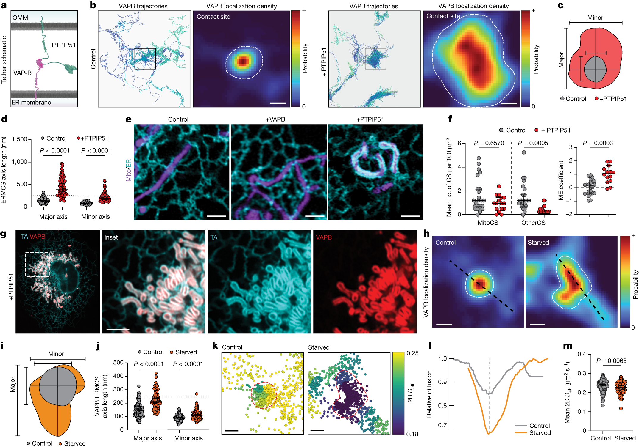 Fig. 3: VAPB contact sites dynamically reorganize according to tether availability and metabolic needs.