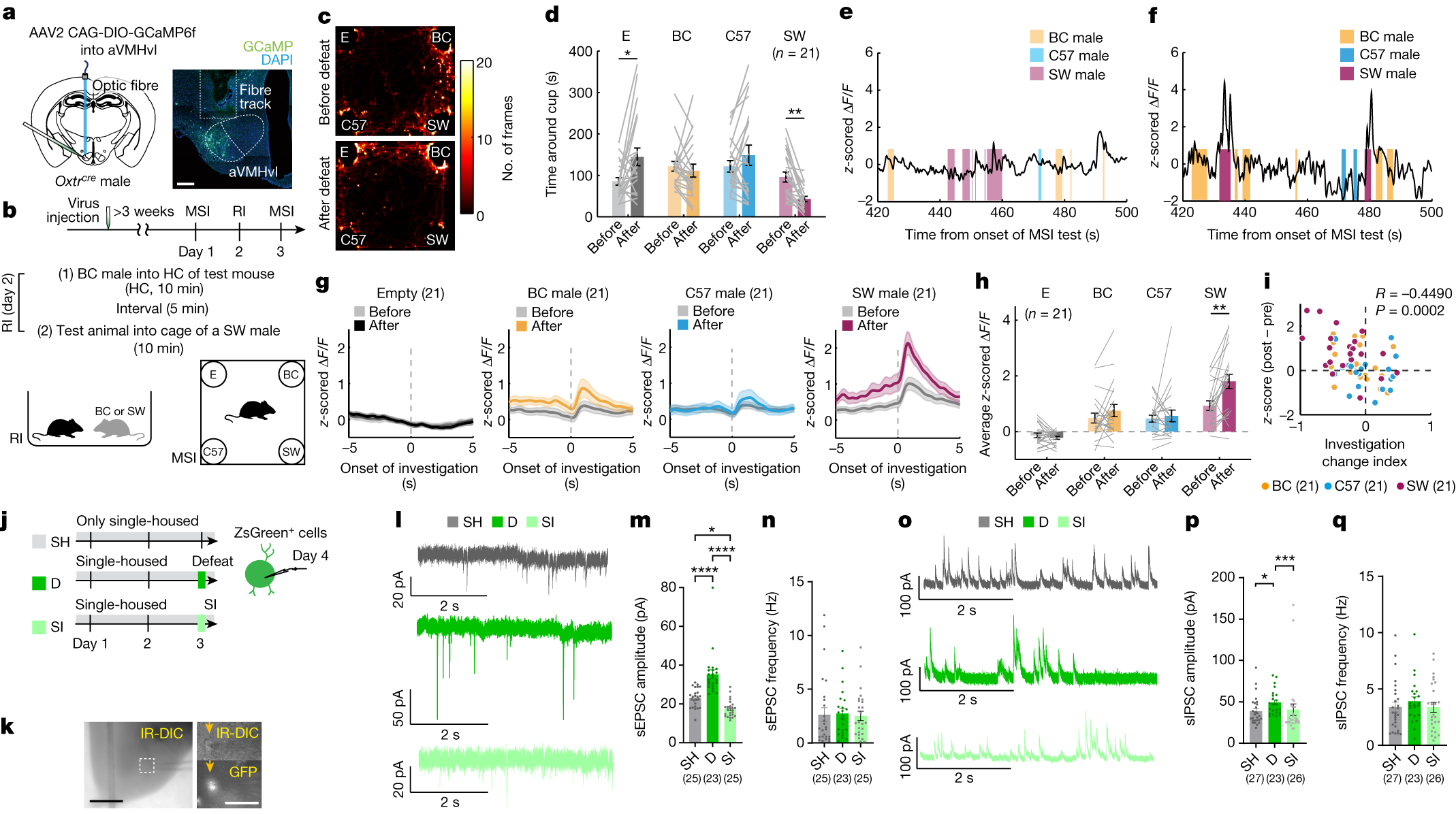 A dedicated hypothalamic oxytocin circuit controls aversive social learning - Vimarsana News