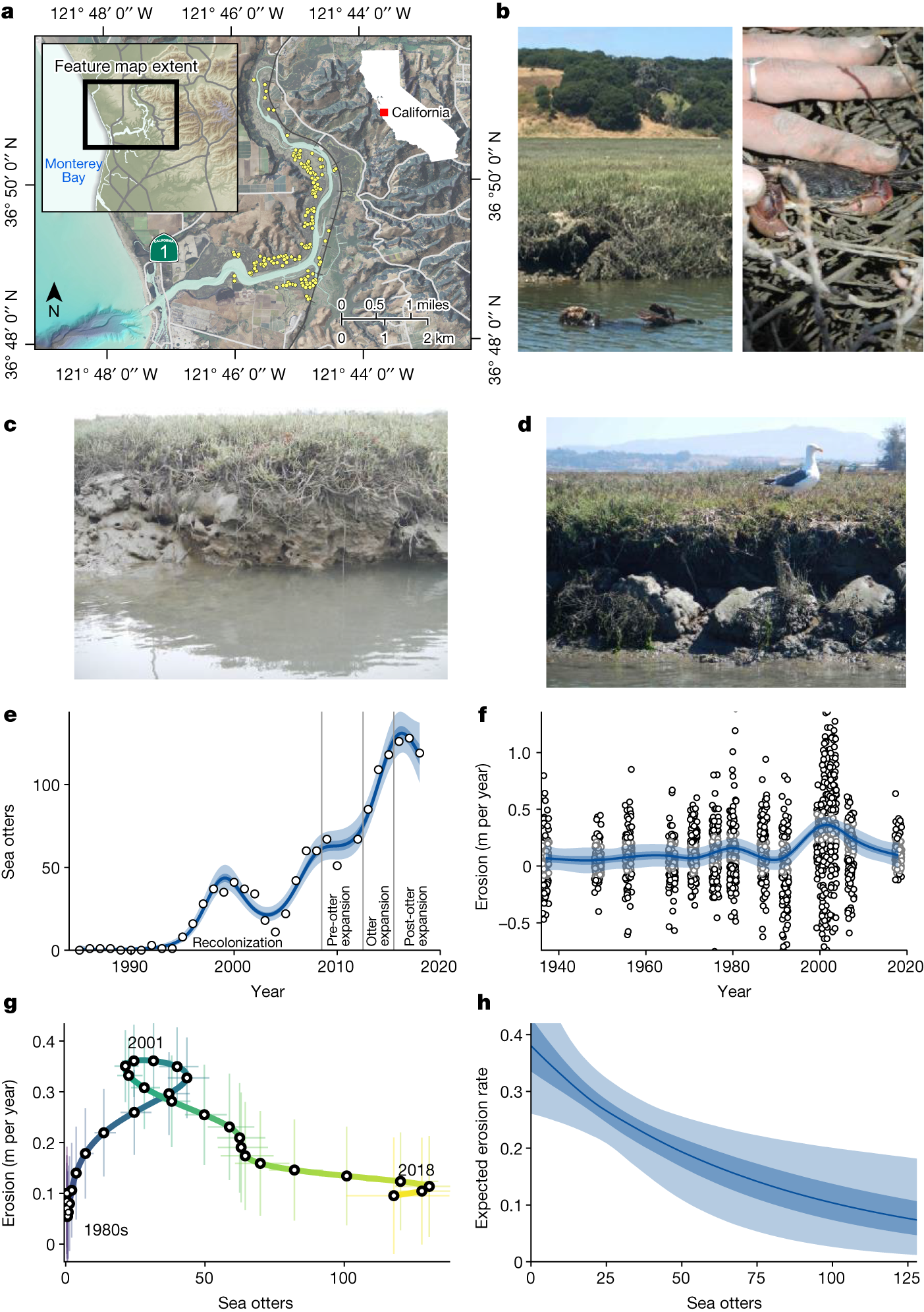 Top-predator recovery abates geomorphic decline of a coastal ecosystem - Vimarsana News