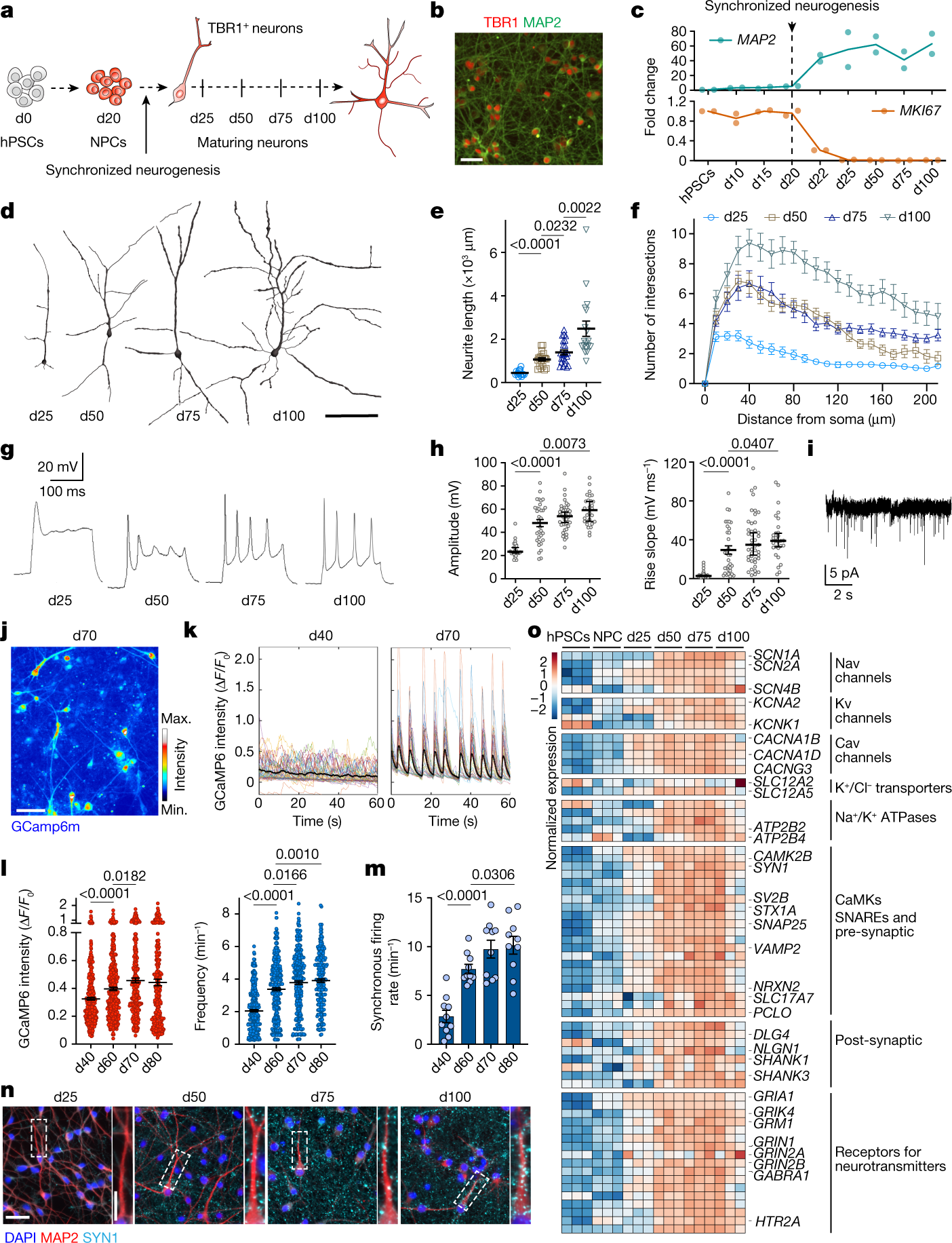 Fig. 1: Morphological and functional maturation of synchronized cortical neurons derived from hPSCs.