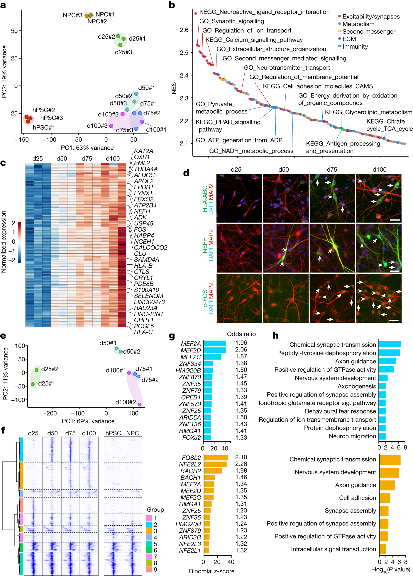Fig. 2: Molecular staging of neuronal maturation.