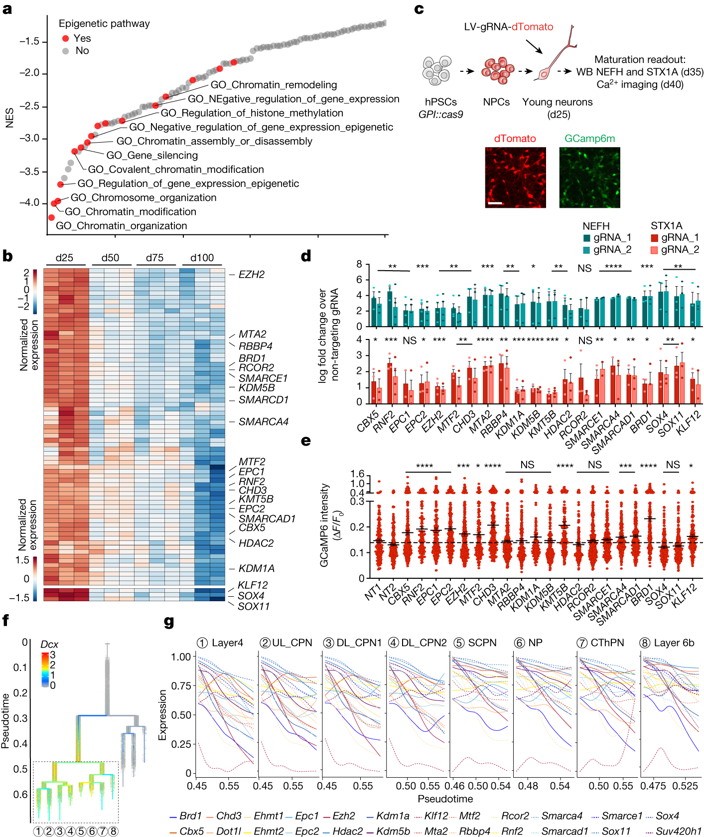 Fig. 3: An epigenetic switch drives neuronal maturation.