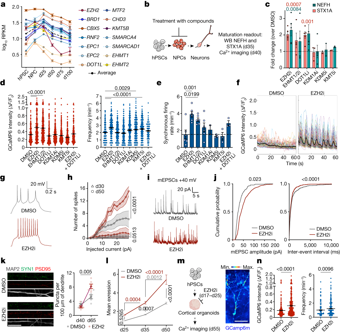 Fig. 4: Transient inhibition of epigenetic factors in NPCs drives faster maturation in neurons.