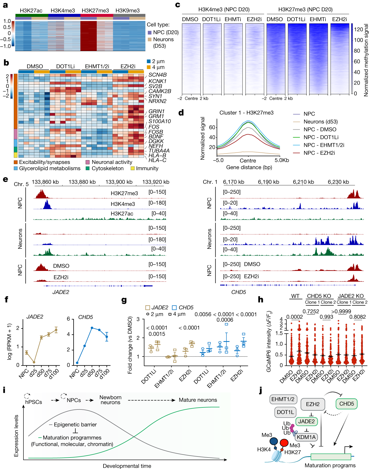 Fig. 5: An epigenetic barrier in NPCs controls the onset of neuron maturation programmes.