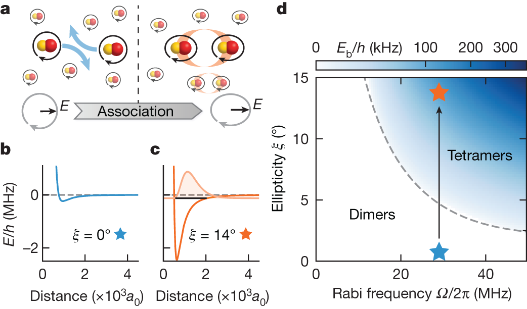 Fig. 1: Electroassociation of field-linked tetramers.