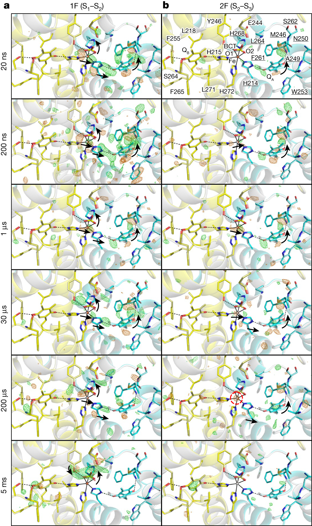 Fig. 1: Structural dynamics in the QA–QB area during S1–S2–S3 transitions.