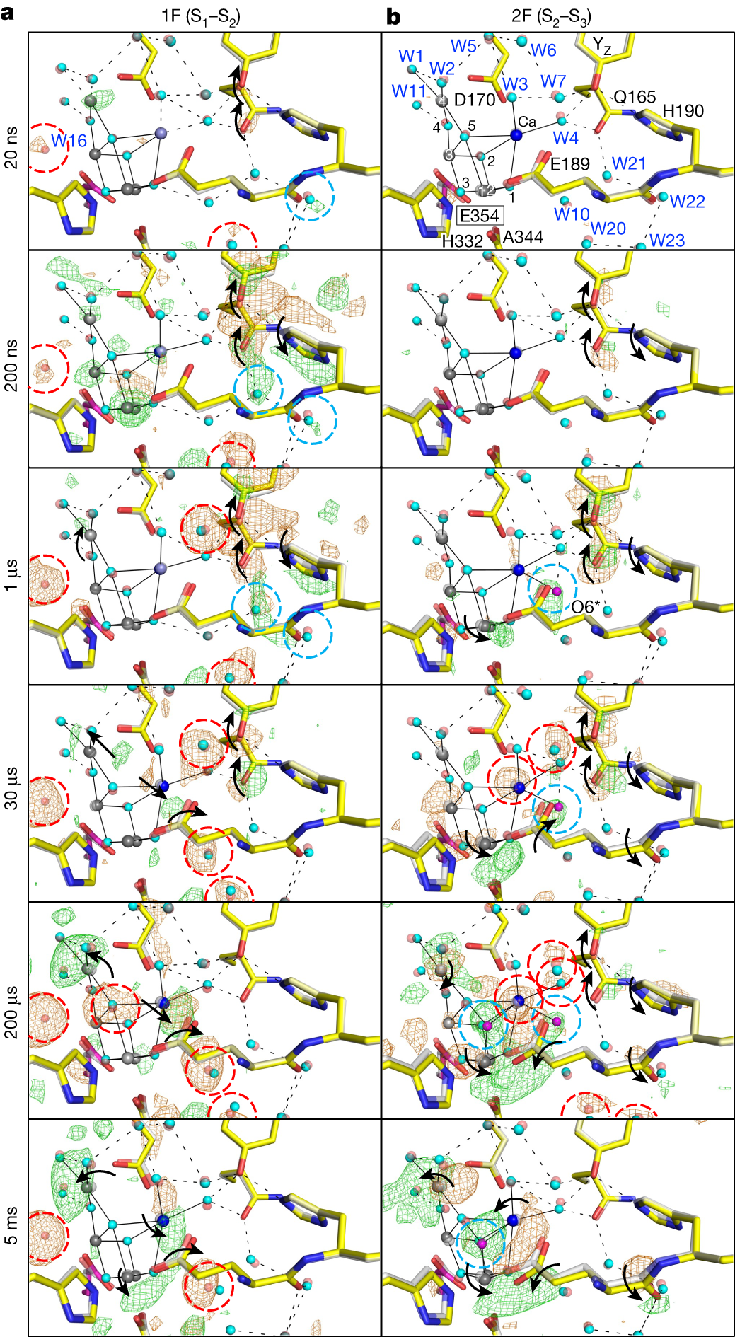 Fig. 3: Structural dynamics of the OEC during S1–S2–S3 transitions.