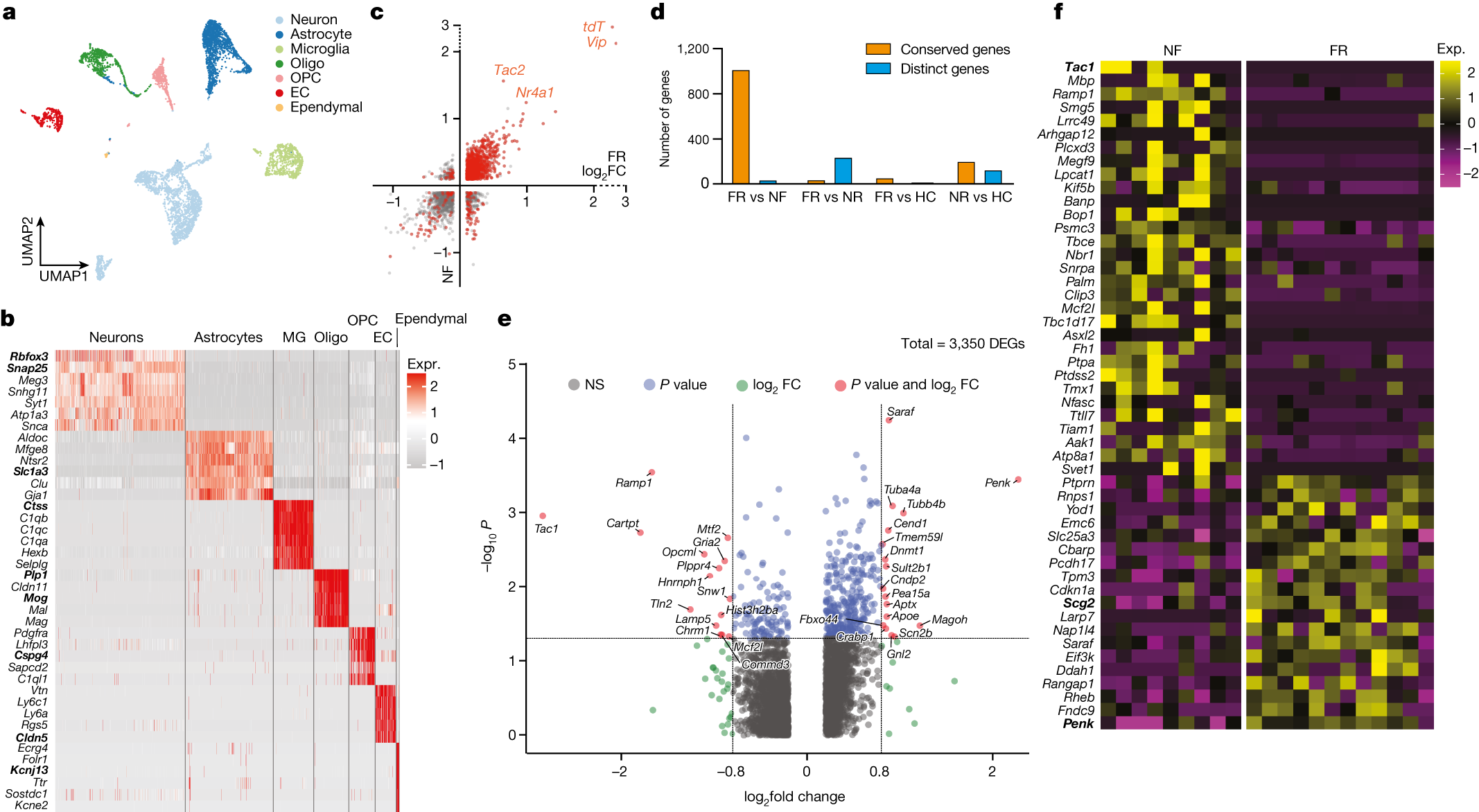 Fig. 2: Memory consolidation evokes cell-type-specific transcriptional programmes.