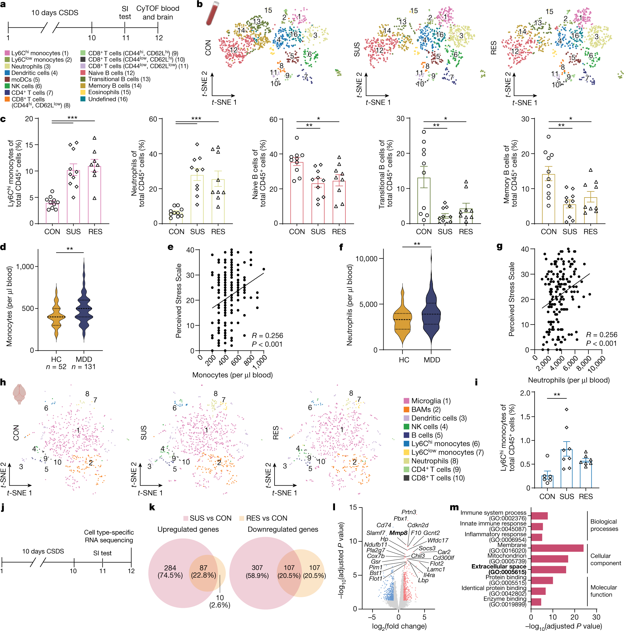 Circulating myeloid-derived MMP8 in stress susceptibility and depression - Vimarsana News