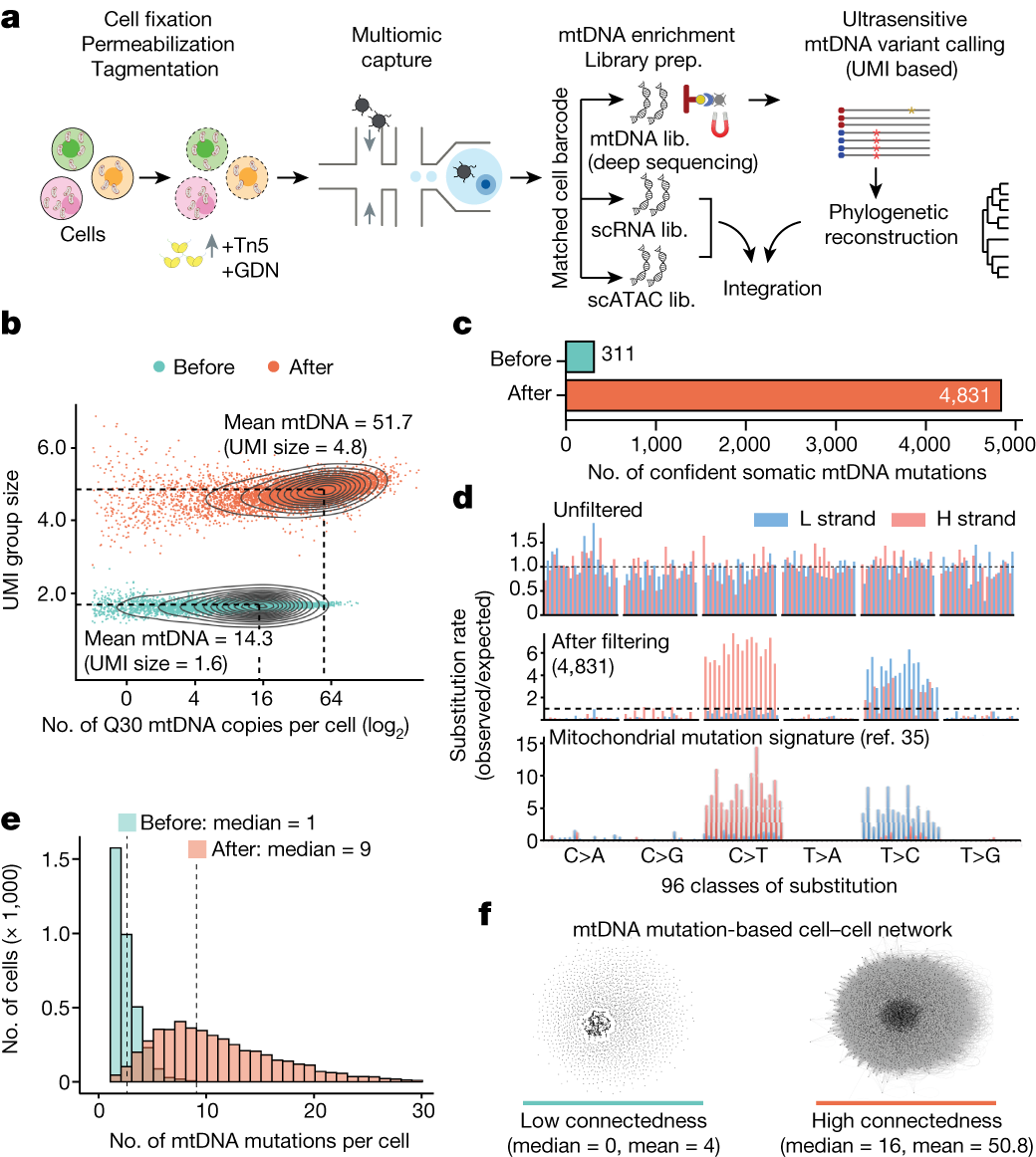 Fig. 1: Single-cell deep mtDNA mutation detection with joint multiomics.