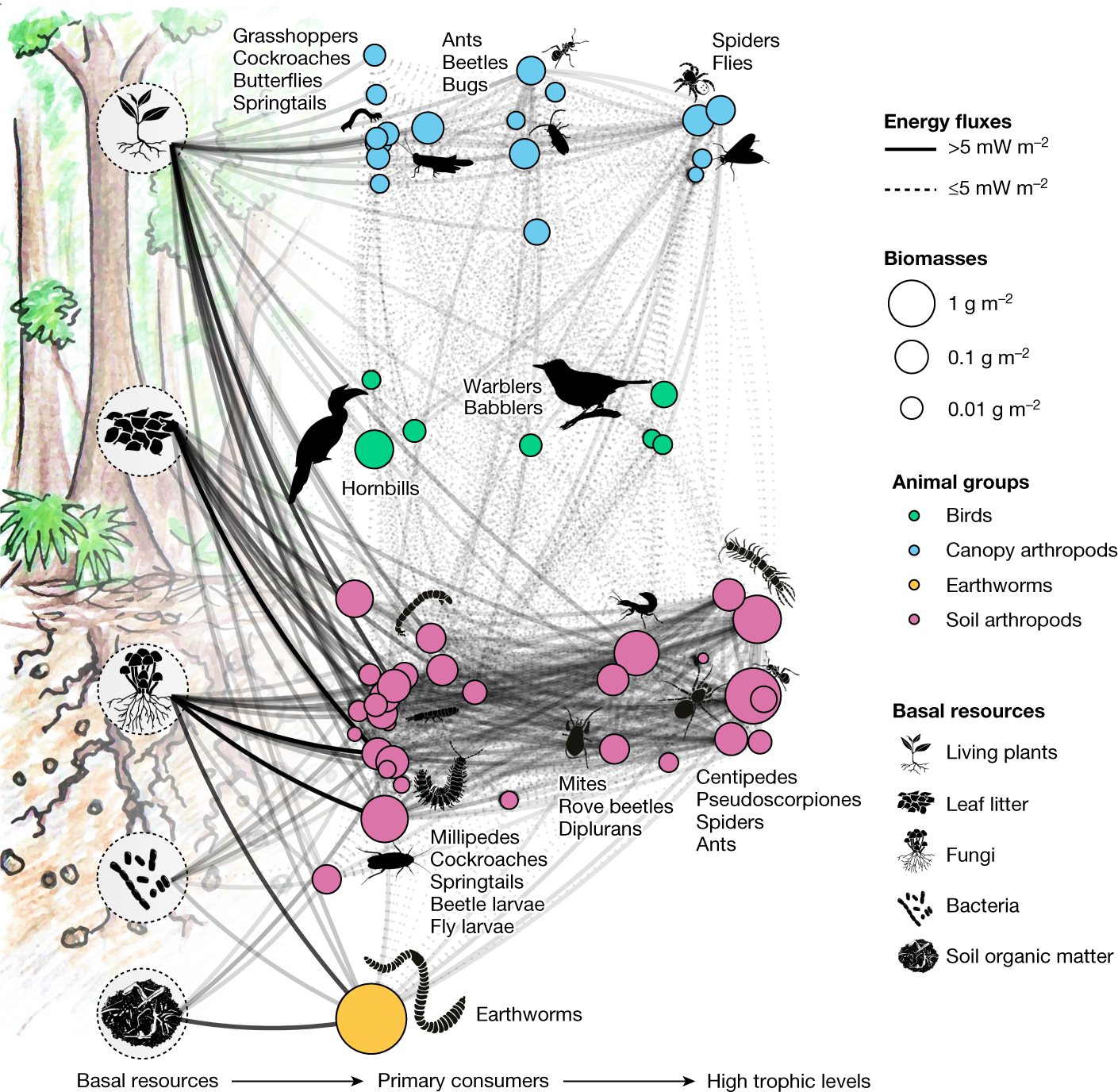 Rainforest transformation reallocates energy from green to brown food webs