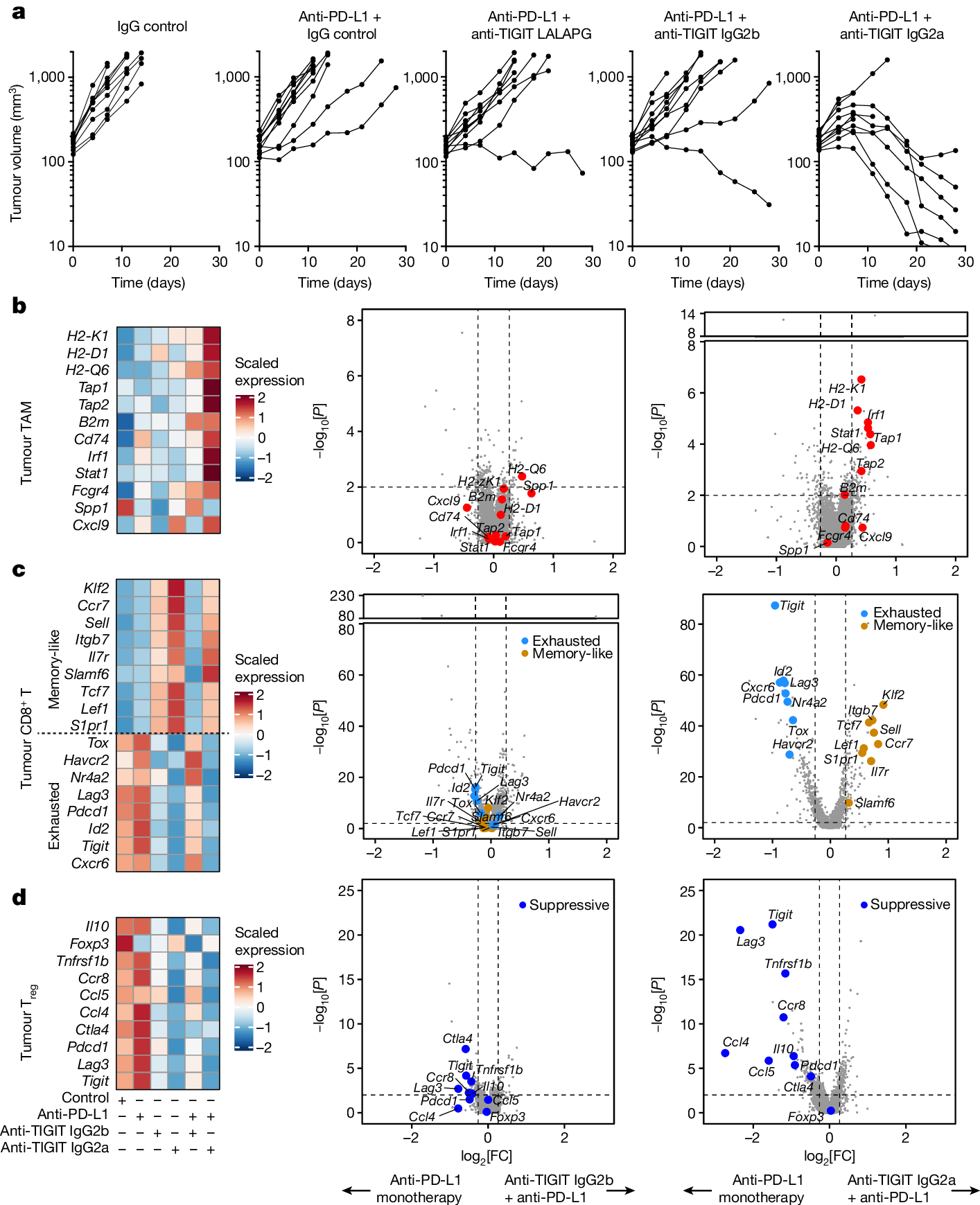 Fig. 4: Fc receptor engagement supports tiragolumab surrogate efficacy and ability to remodel the tumour microenvironment in mice.