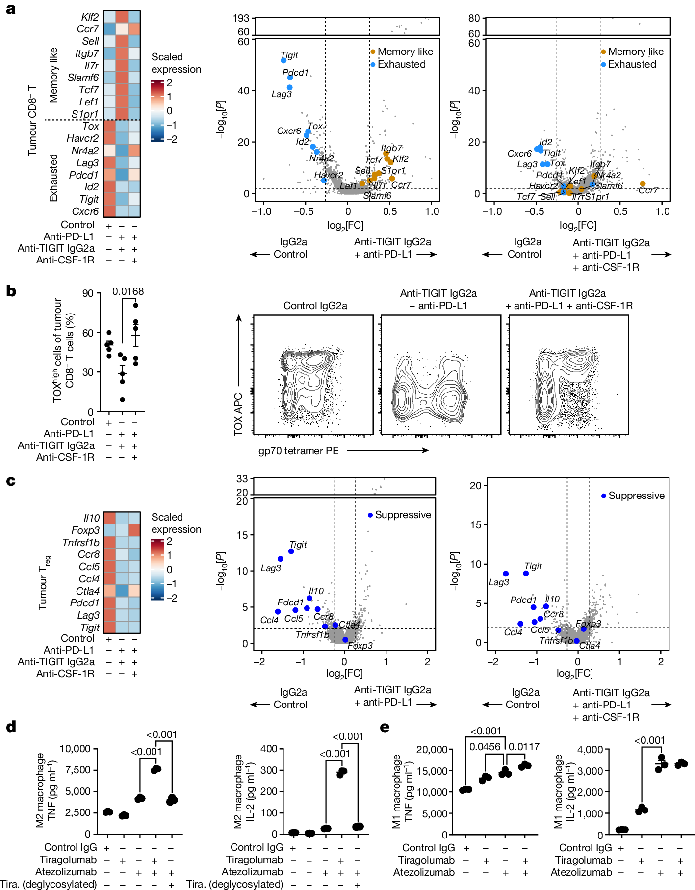 Fig. 6: Macrophages enable modulation of CD8+ T cells by Fc-active anti-TIGIT antibodies in vivo and in vitro.