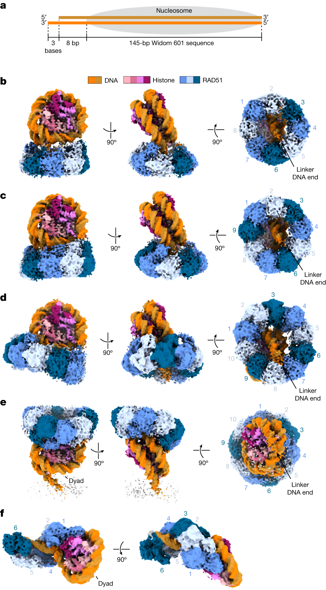 Cryo-EM structures of RAD51 assembled on nucleosomes containing a DSB site  | Nature