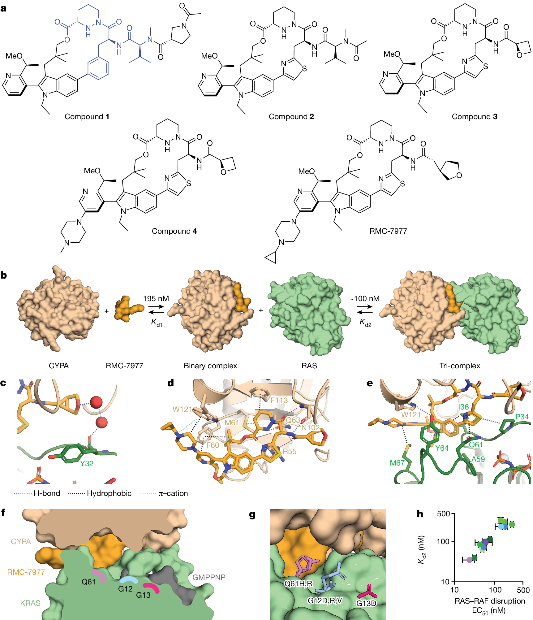 Concurrent inhibition of oncogenic and wild-type RAS-GTP for cancer therapy  | Nature