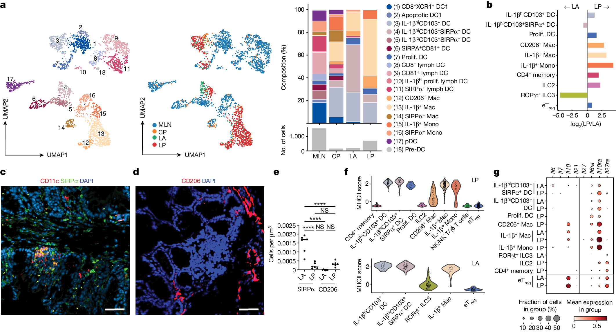 Fig. 3: Macrophage populations are enriched in the LP microniche.
