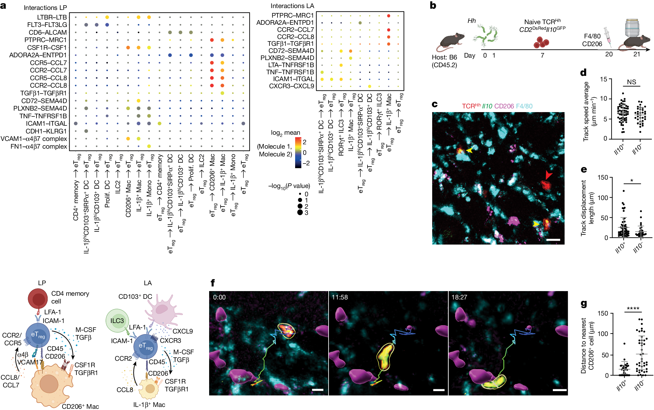 Fig. 5: In vivo live imaging demonstrates Il10+ TCRHh T cells interacting with CD206+ = macrophages in the LP.