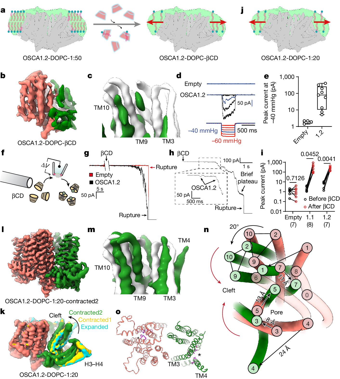 Mechanical activation opens a lipid-lined pore in OSCA ion channels - Vimarsana News