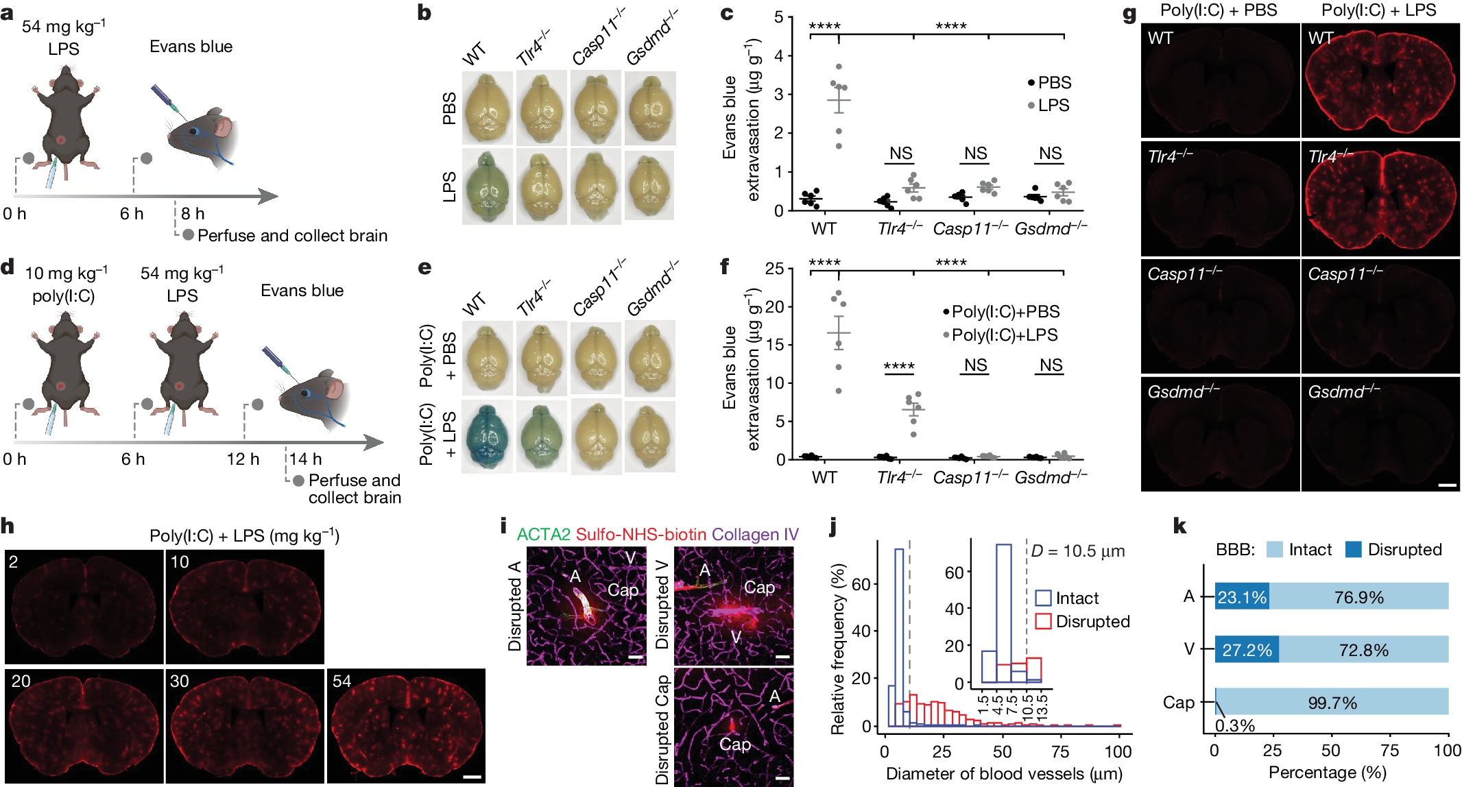 Brain endothelial GSDMD activation mediates inflammatory BBB breakdown
