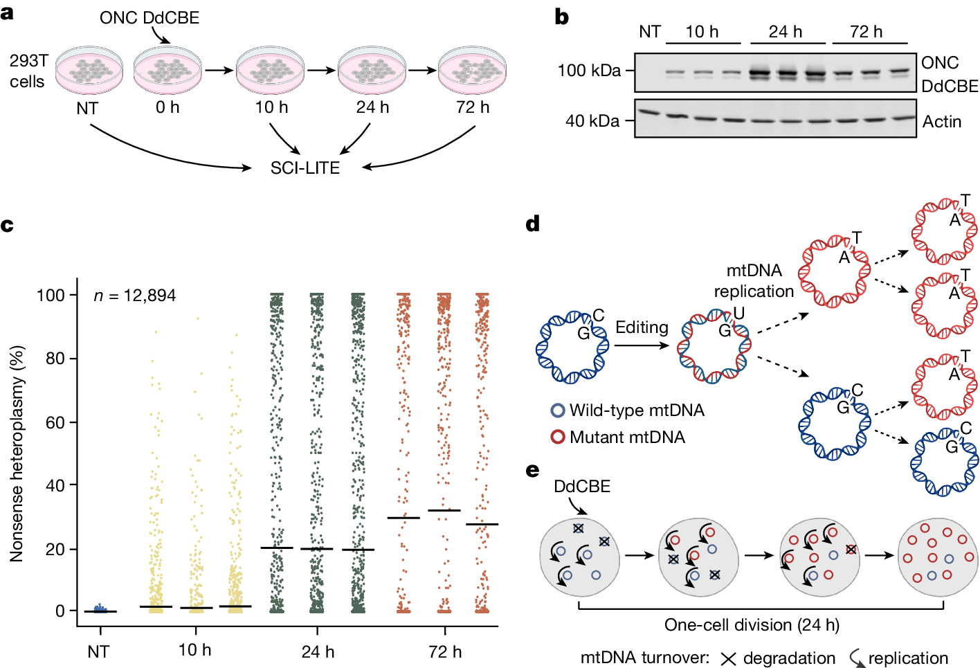 Fig. 2: mtDNA base editing leads to a bimodal distribution of heteroplasmy.