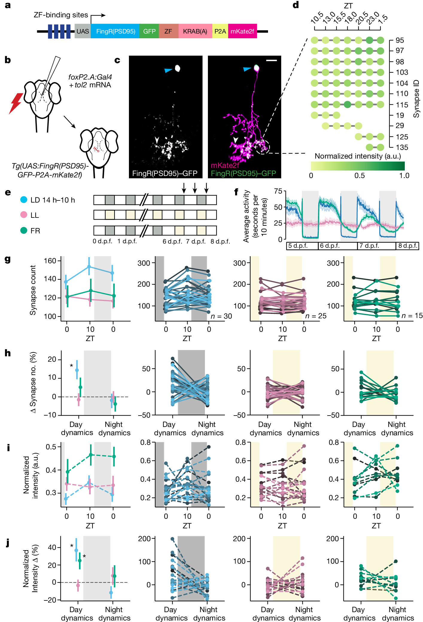 Fig. 1: Single-neuron synapse tracking across day–night cycles reveals diverse dynamics.