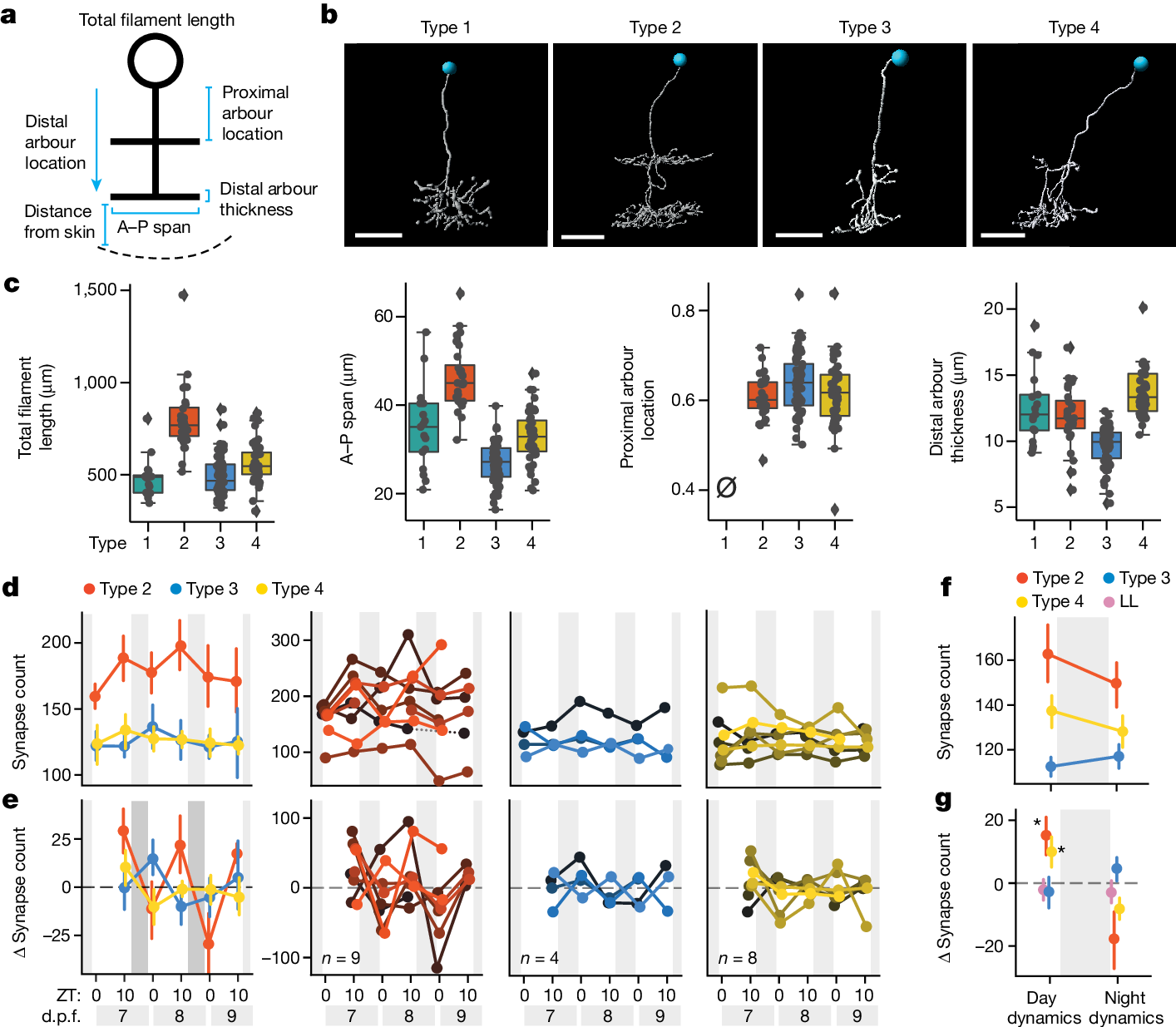 Fig. 2: Subtype-specific synapse changes in FoxP2.A tectal neurons over 3 days.