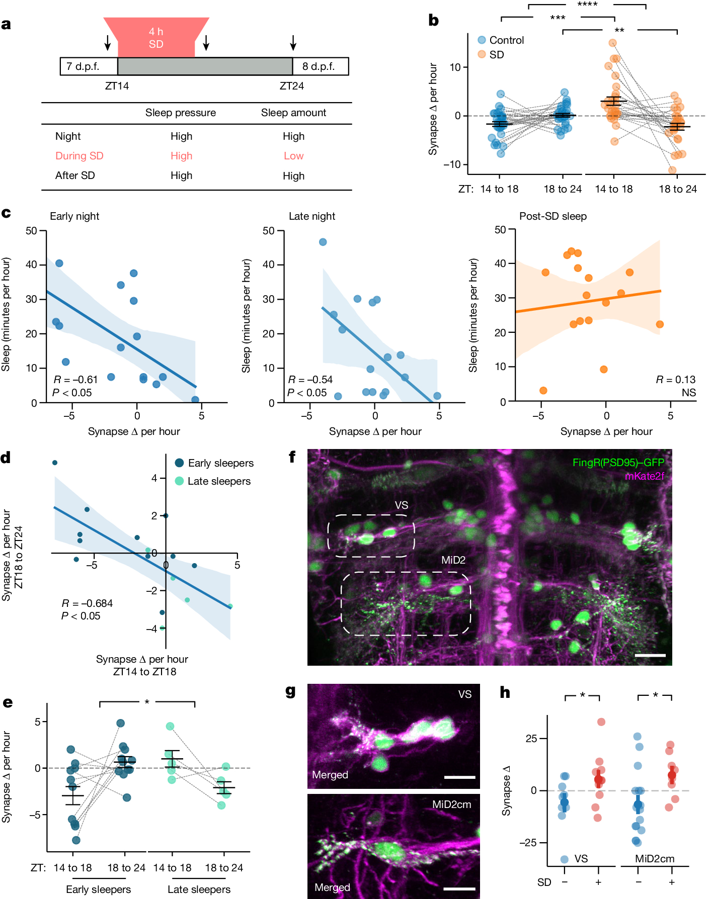 Fig. 3: Synapse counts of neurons are modulated by sleep and SD.