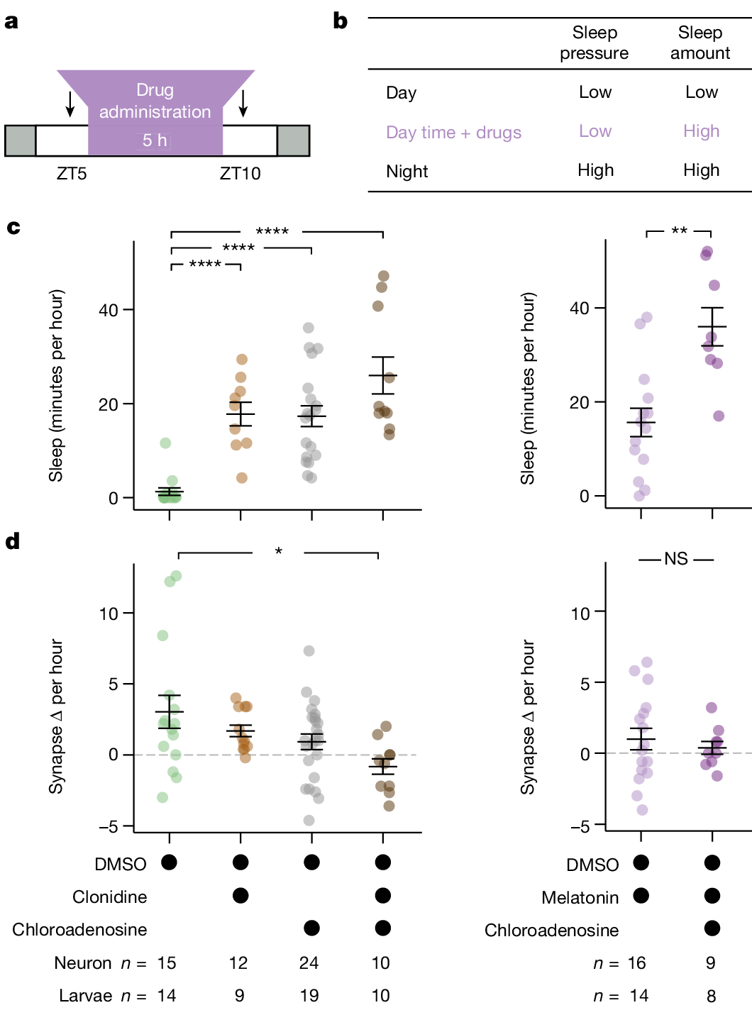Fig. 4: Single-neuron synapse loss during sleep is driven by boosting adenosine and blocking noradrenaline.