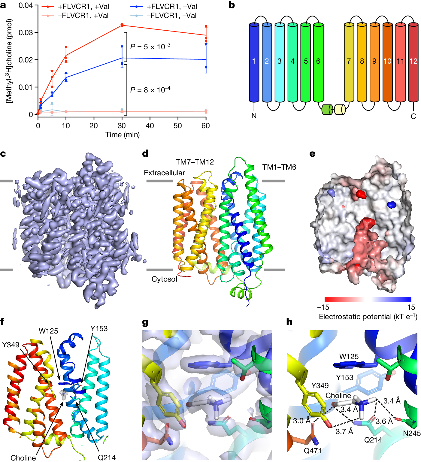 Structural basis of lipid head group entry to the Kennedy pathway by FLVCR1 - Vimarsana News