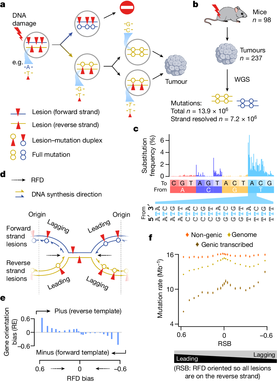 Fig. 1: Apparent replication-associated mutational asymmetry can be explained by transcription coupled repair.