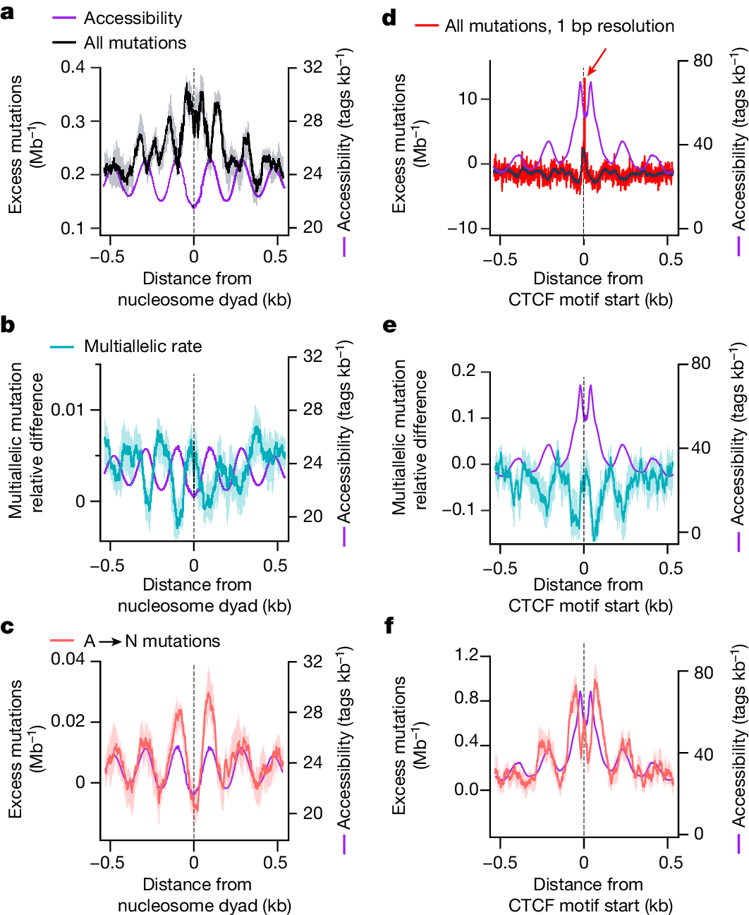Fig. 4: Rapid repair of accessible DNA shapes the mutational landscape, but CTCF binding causes extreme local distortions.