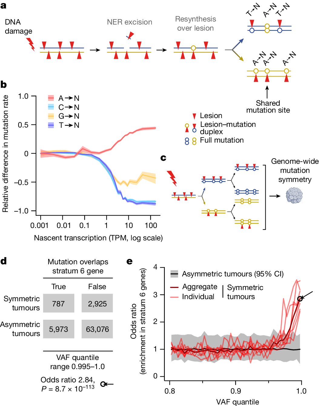 Fig. 5: Nucleotide excision repair is mutagenic when lesions on opposing strands are in close proximity.