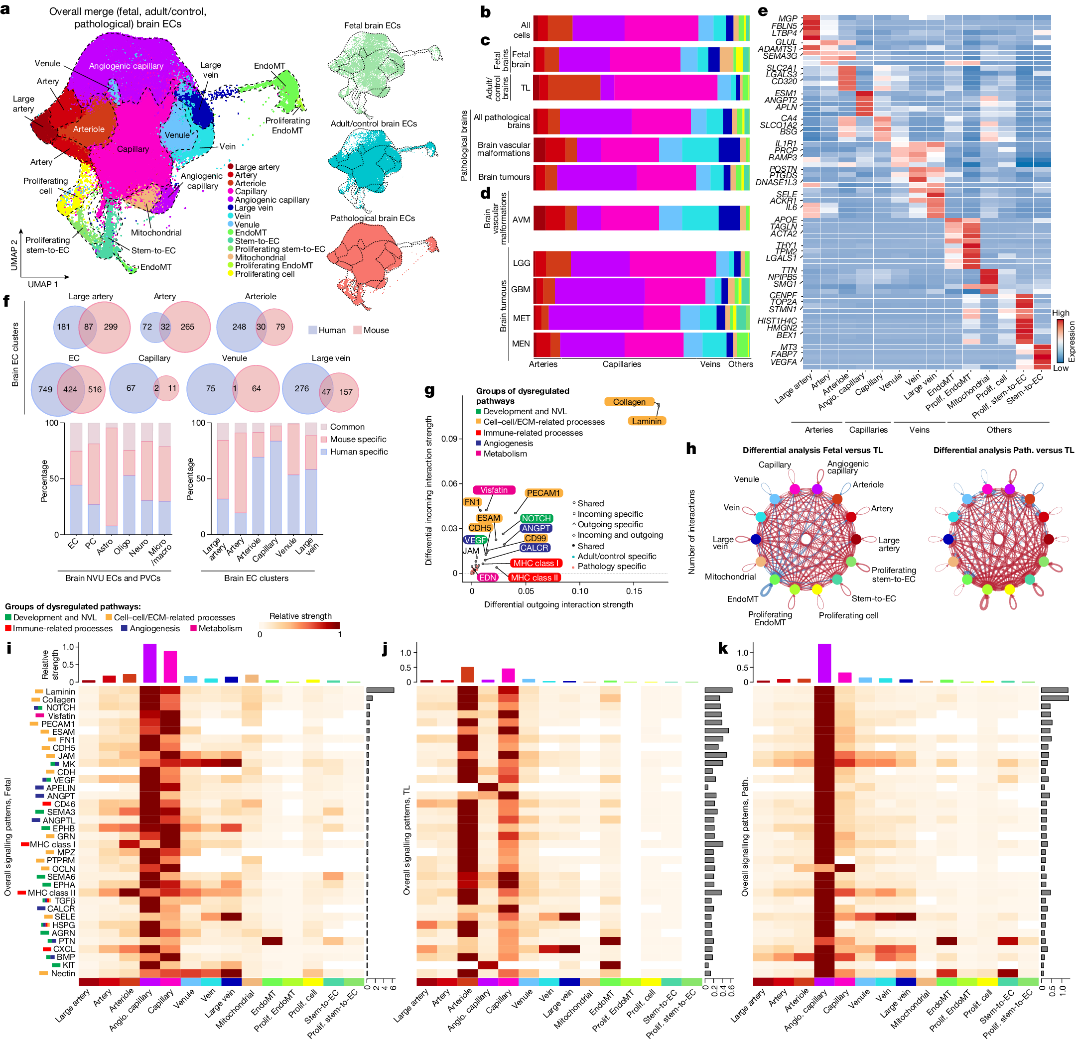 Fig. 2: Inter-tissue heterogeneity and AV zonation of brain vascular ECs.
