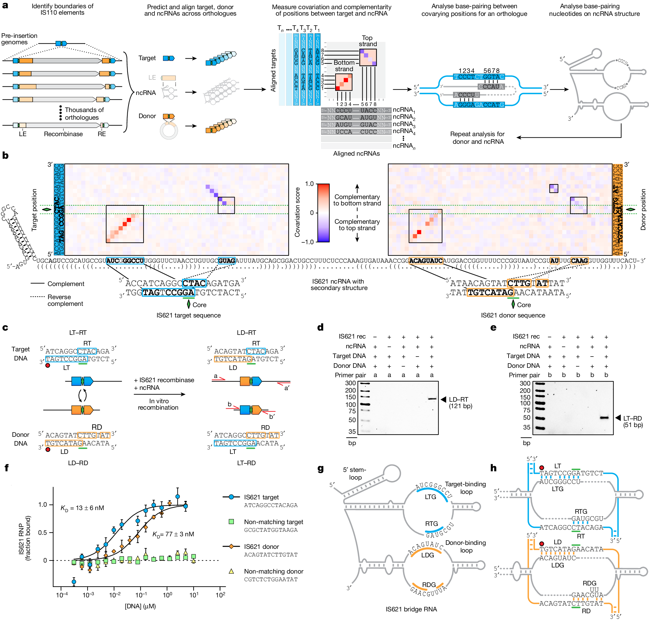 Fig. 2: Identification of IS621 bridge RNA binding loops with sequence-specific recognition of target and donor DNA.