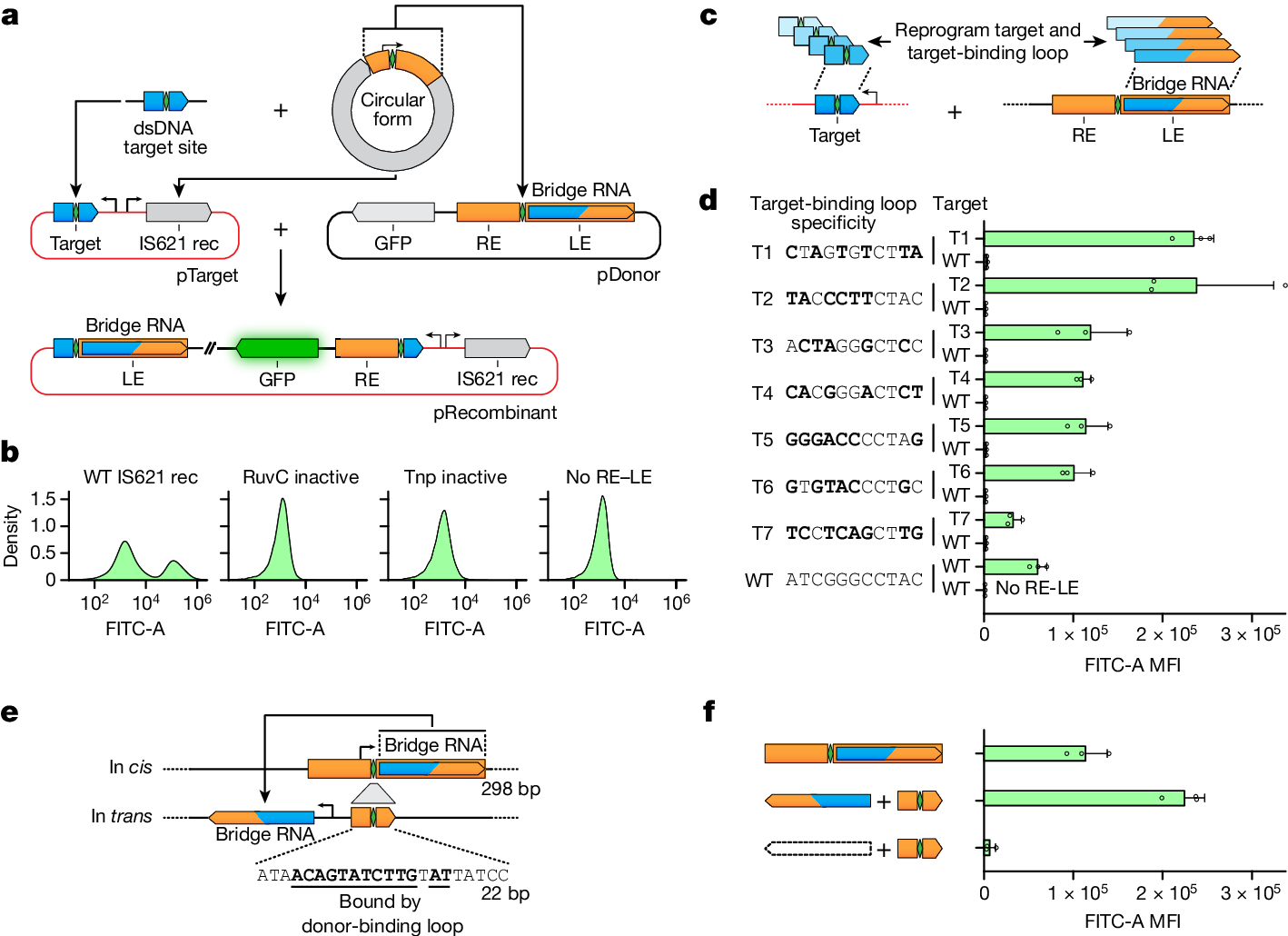 Fig. 3: The IS621 target site is reprogrammable and is specified by the bridge RNA.