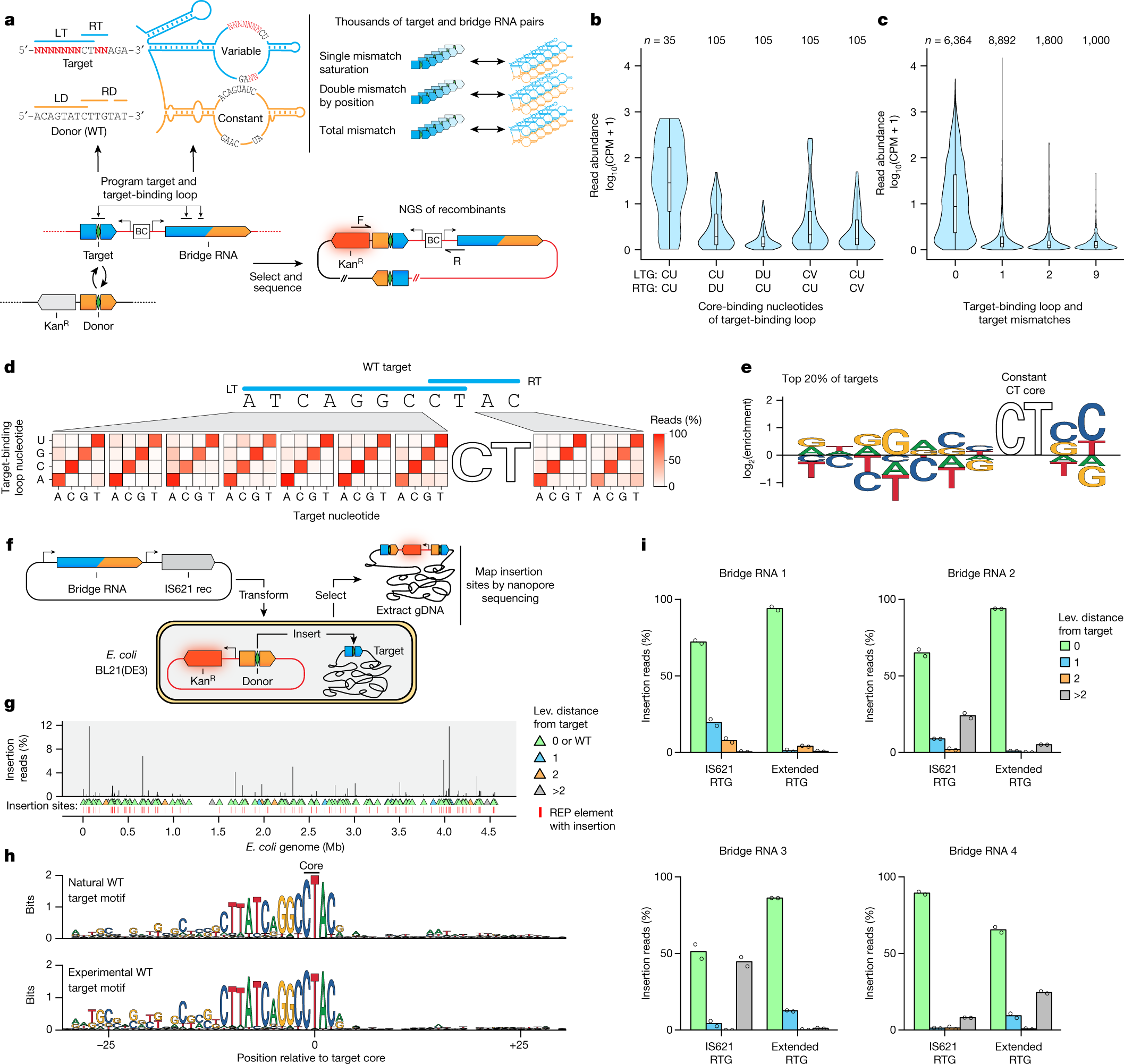 Fig. 4: High-throughput characterization of IS621 target specificity shows flexible programmability.