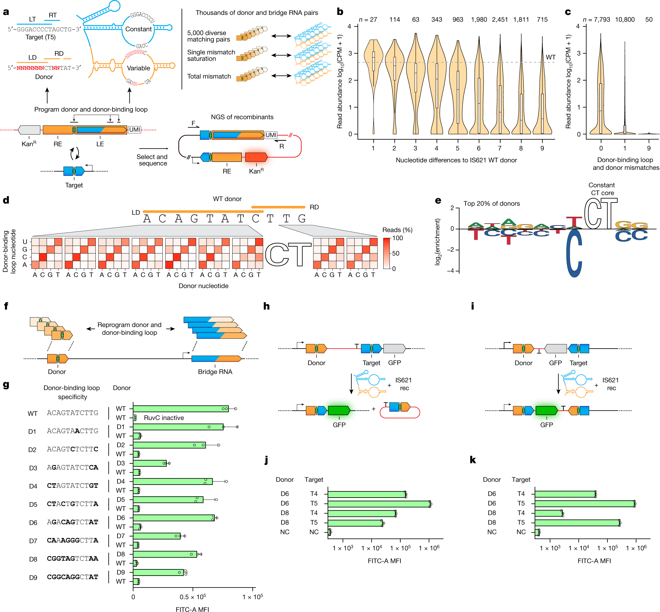 Fig. 5: Bridge RNA donor recoding enables fully programmable insertion, inversion and excision.