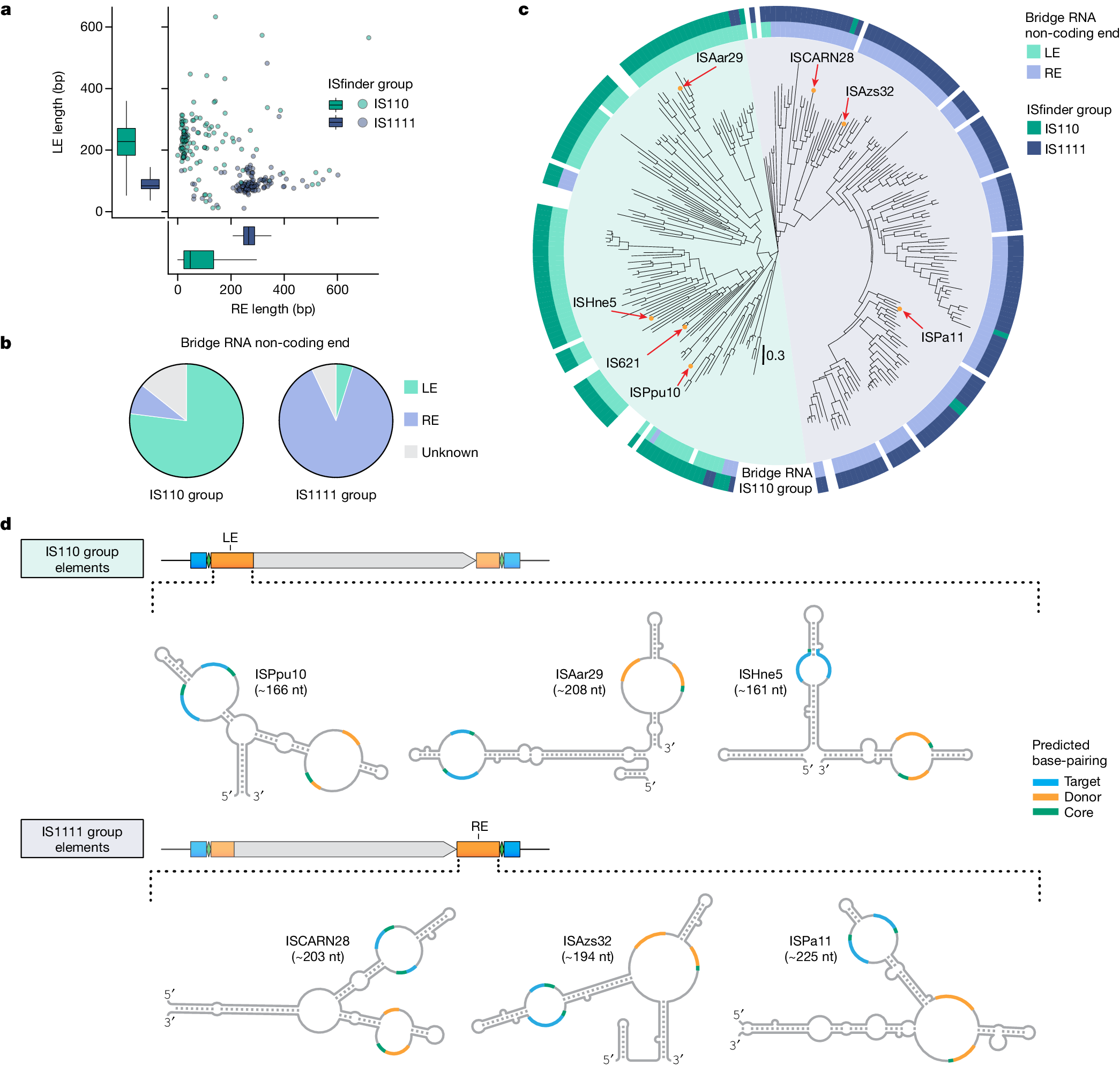 Fig. 6: IS110 subfamilies encode distinct and diverse bridge RNA secondary structures in different non-coding end sequences.