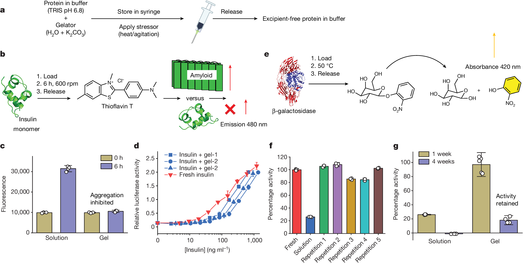 Fig. 3: Retention of protein function in hydrogels.