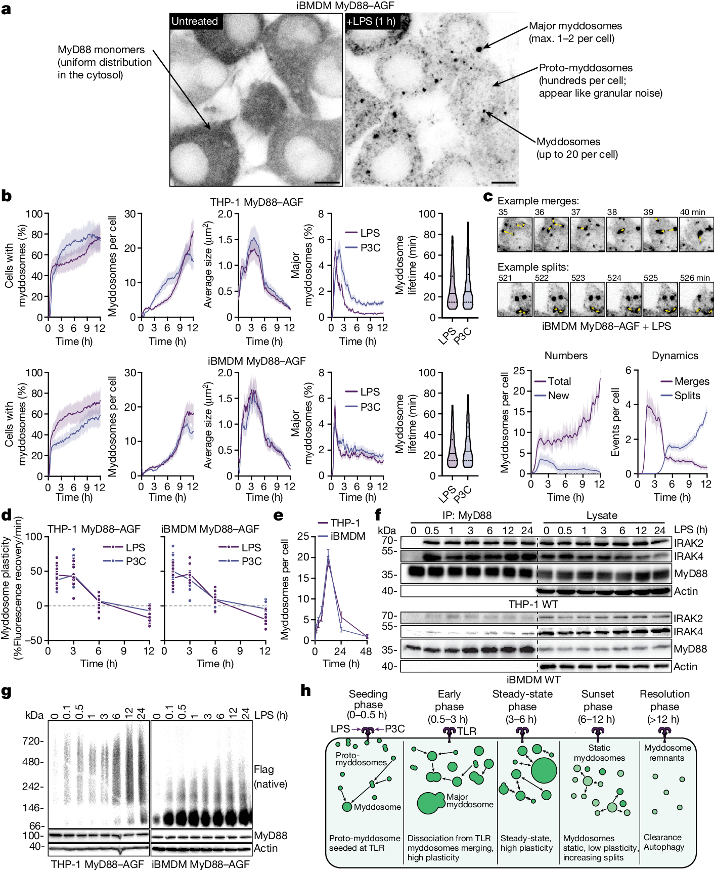 molecular-definition-of-the-endogenous-toll-like-receptor-signalling-pathways-nature
