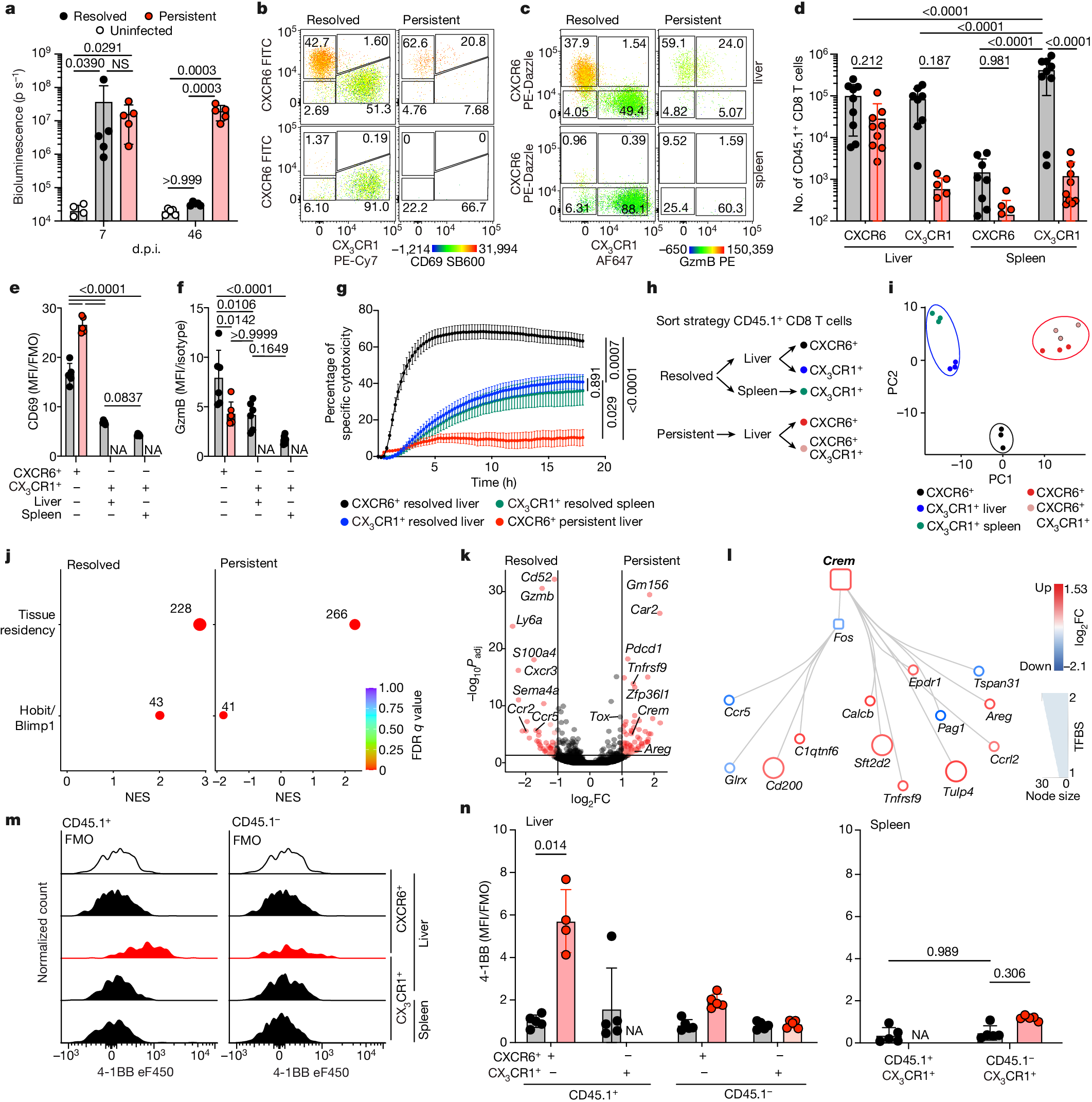 Fig. 1: Dysfunctional hepatic virus-specific CXCR6+ CD8 T cells characterized by enhanced CREM activity during persistent hepatotropic infection.