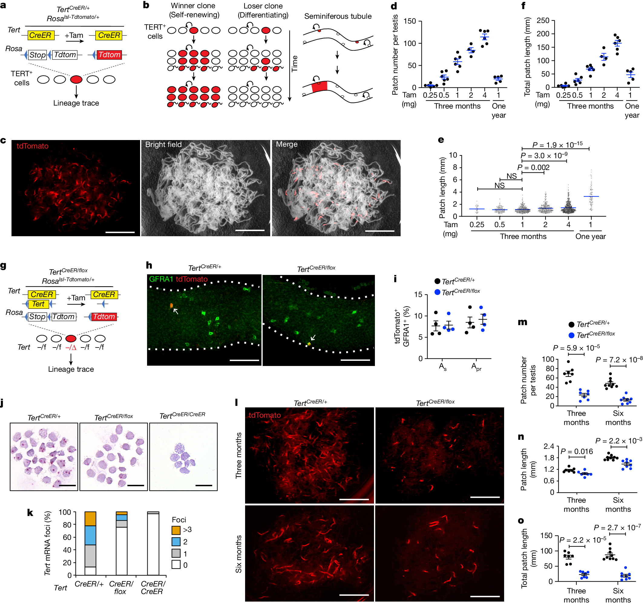 Clonal inactivation of TERT impairs stem cell competition | Nature