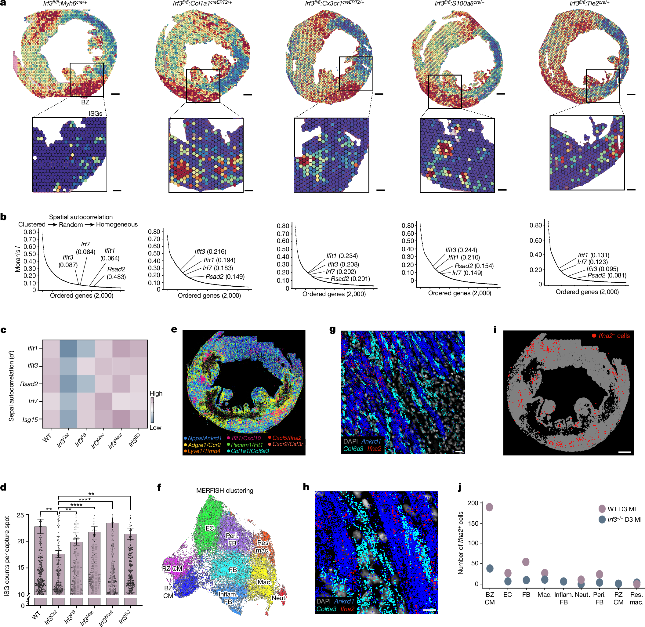 Fig. 3: Cardiomyocytes are dominant initiators of the type I IFN response in MI.