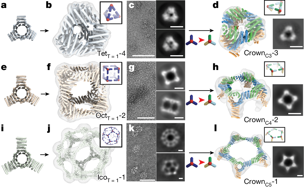 Fig. 3: Extraction of homotrimer cycles (crowns) from T = 1 cages by pseudosymmetrization.