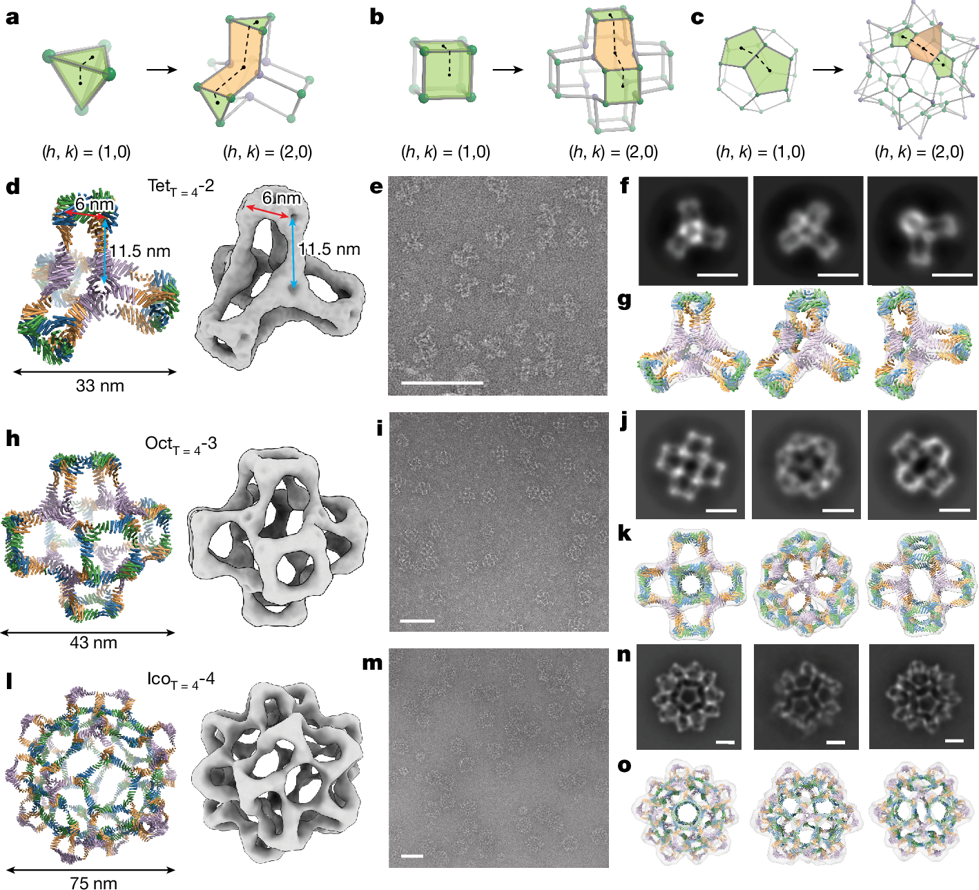 Fig. 4: nsEM characterization of designed T = 4 tetrahedral, octahedral and icosahedral protein cages.