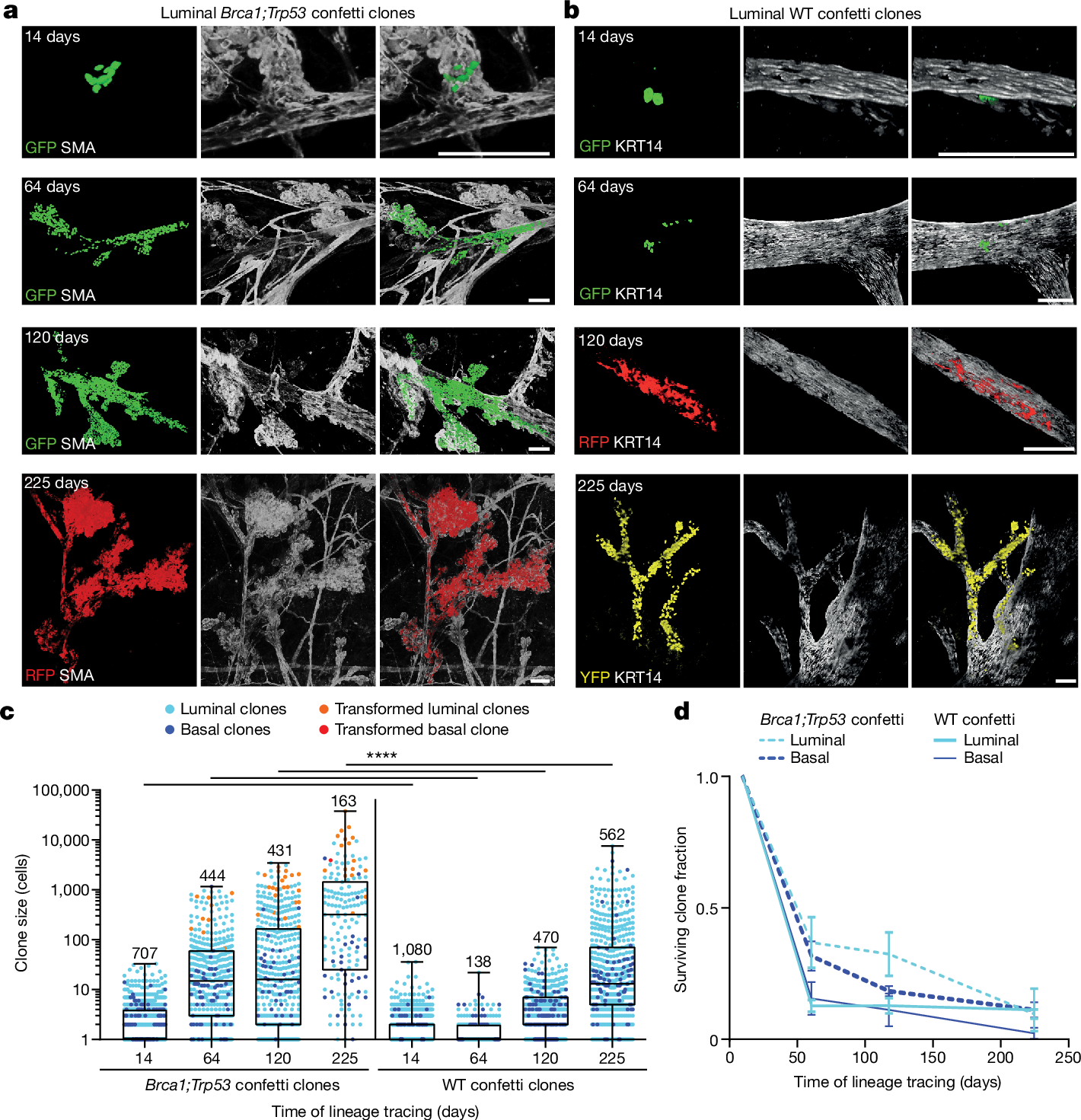 Fig. 2: Long-term unbiased lineage tracing in adult mammary gland under mutant and homeostatic conditions.
