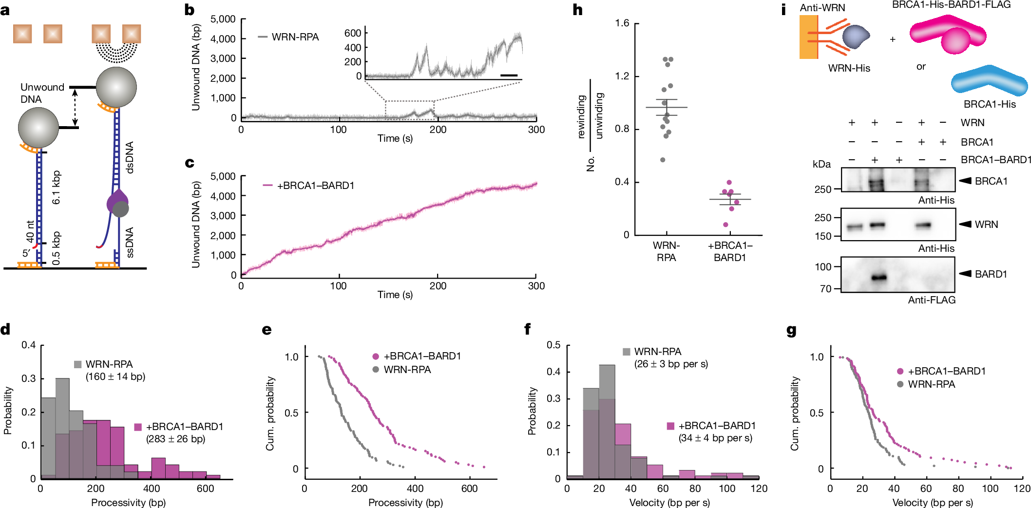 Fig. 2: BRCA1–BARD1 promotes WRN-mediated DNA unwinding.