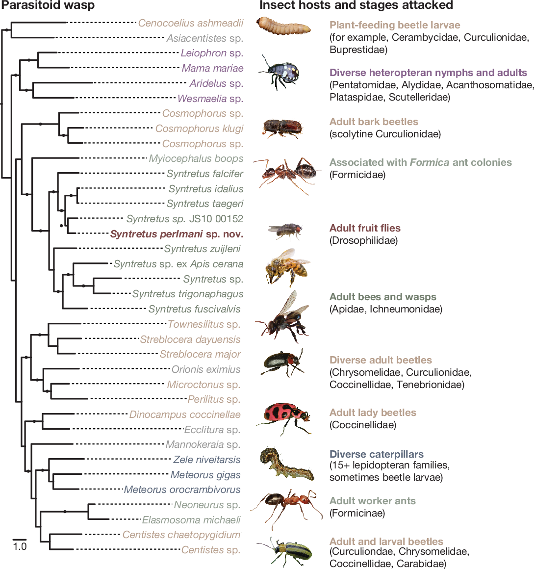 Drosophila are hosts to the first described parasitoid wasp of adult flies | Nature drosophila-are-hosts-to-the-first-described-parasitoid-wasp-of-adult-flies-nature