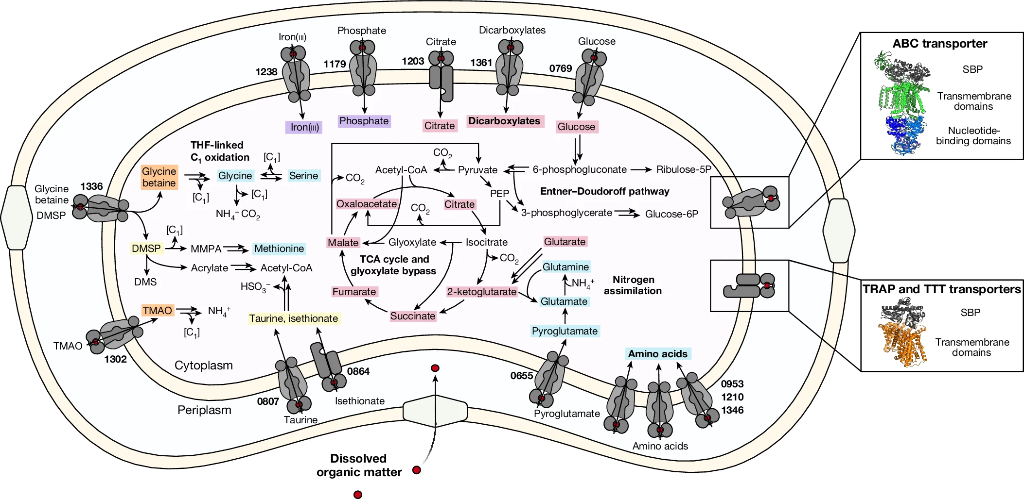 How the Oceans’ Most Abundant Bacteria Impact Global Nutrient Flows